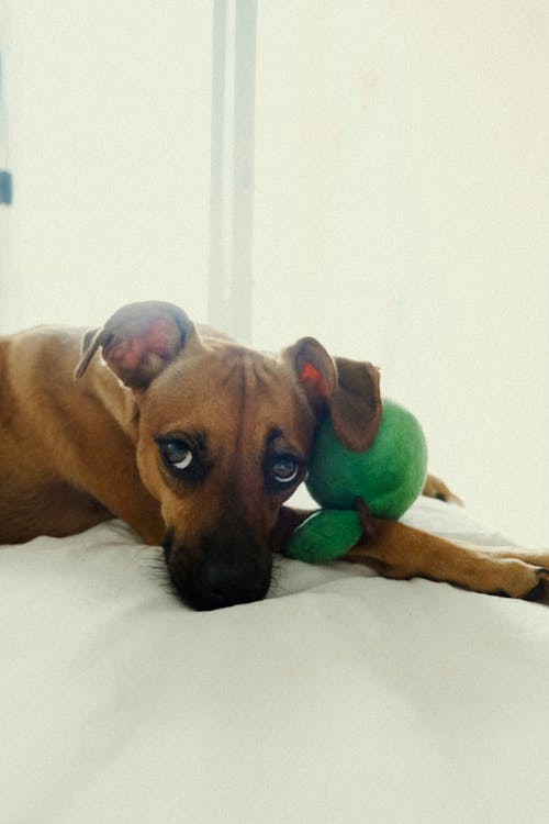 Δωρεάν στοκ φωτογραφιών με σκύλος