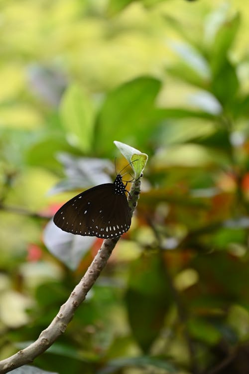 Бесплатное стоковое фото с бабочка, беспозвоночный, дикая природа