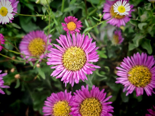 Безкоштовне стокове фото на тему «ealing, hanwell, квіти»