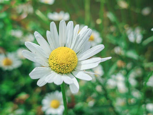 คลังภาพถ่ายฟรี ของ ealing, hanwell, ดอกไม้