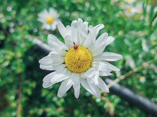 Foto profissional grátis de ealing, flores, hanwell