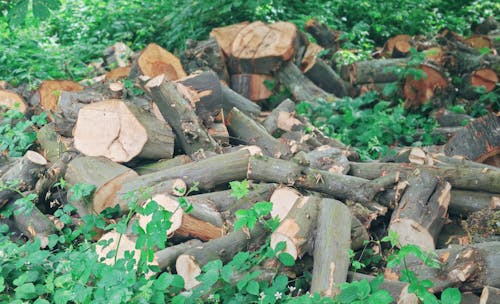 Imagine de stoc gratuită din lemn