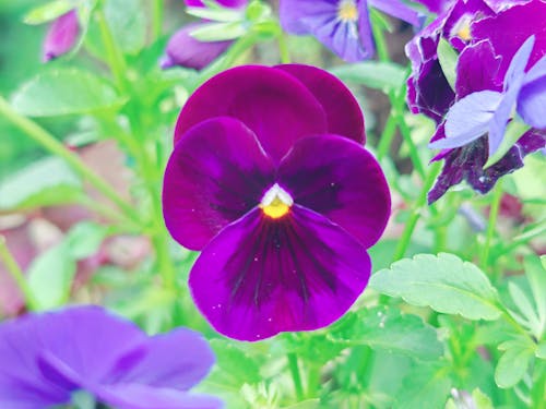 Foto profissional grátis de flores, hanwell, Londres