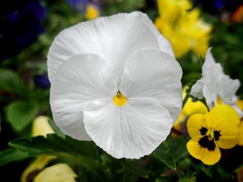 คลังภาพถ่ายฟรี ของ ealing, hanwell, ดอกไม้