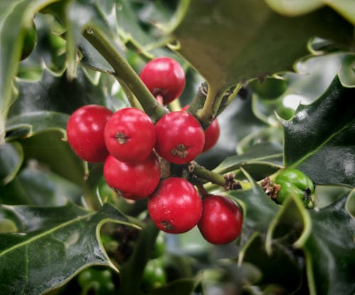 Foto profissional grátis de ealing, flores, hanwell