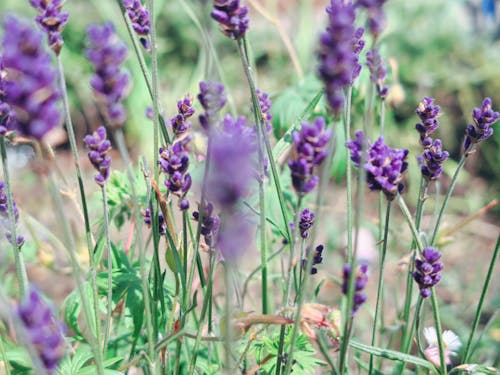 Foto profissional grátis de flores, hanwell, Inglaterra