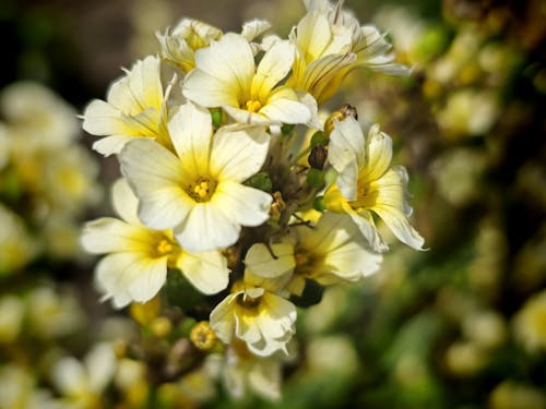 คลังภาพถ่ายฟรี ของ hanwell, ดอกไม้, ลอนดอน