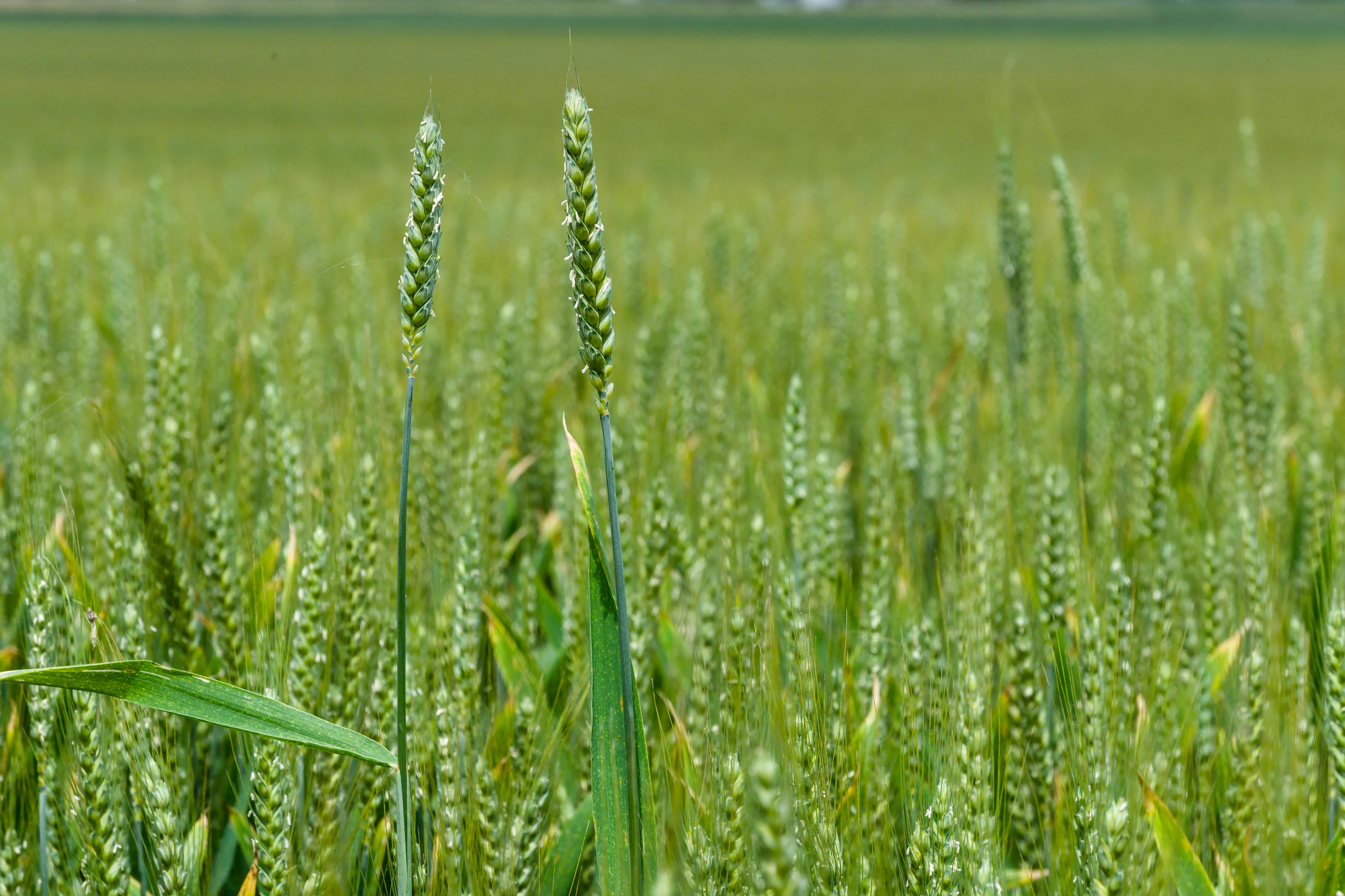 Close-up of a lush green wheat field in Le Landeron, Switzerland, during summer.