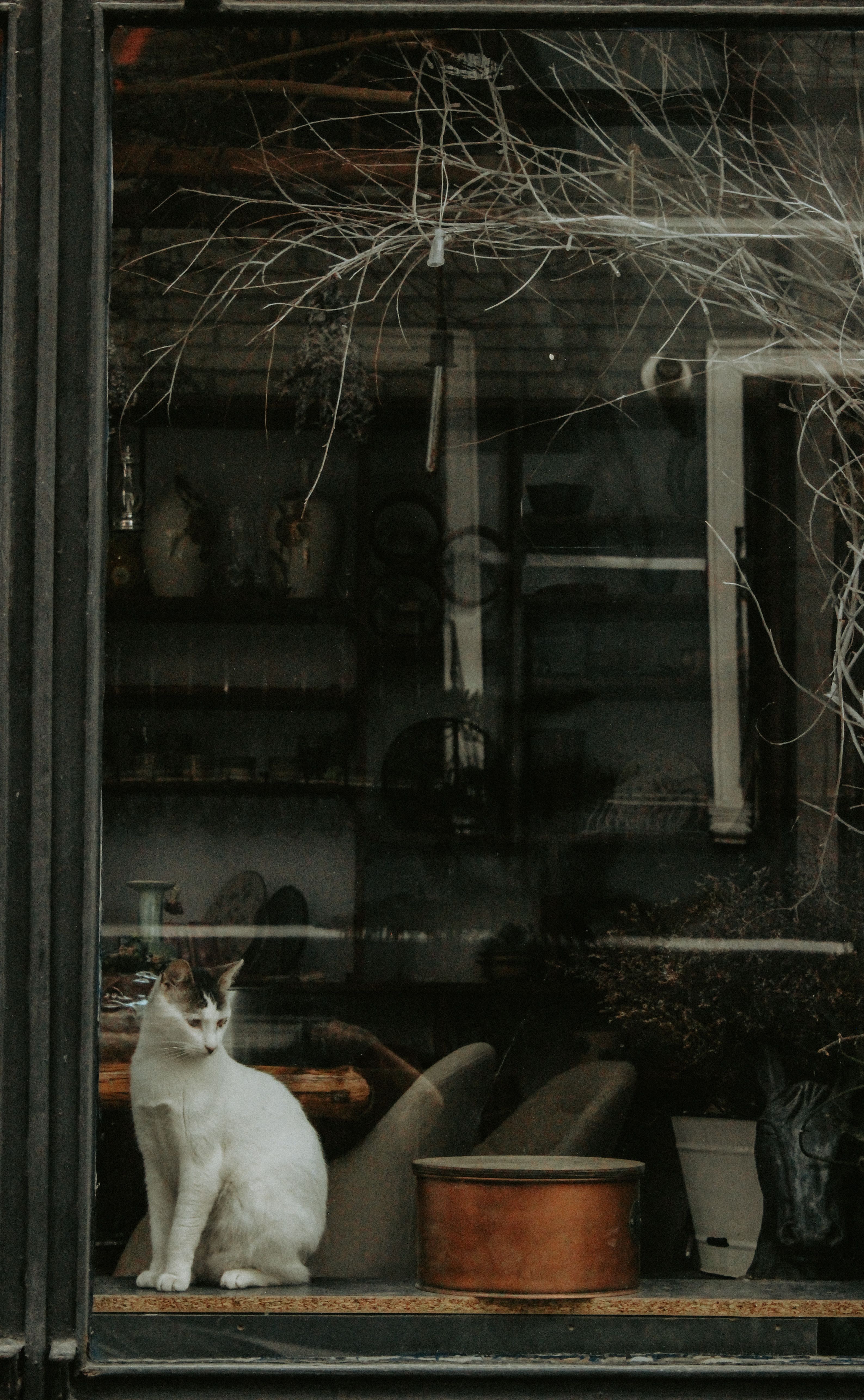 Photo of a Cat Sitting on a Windowsill · Free Stock Photo