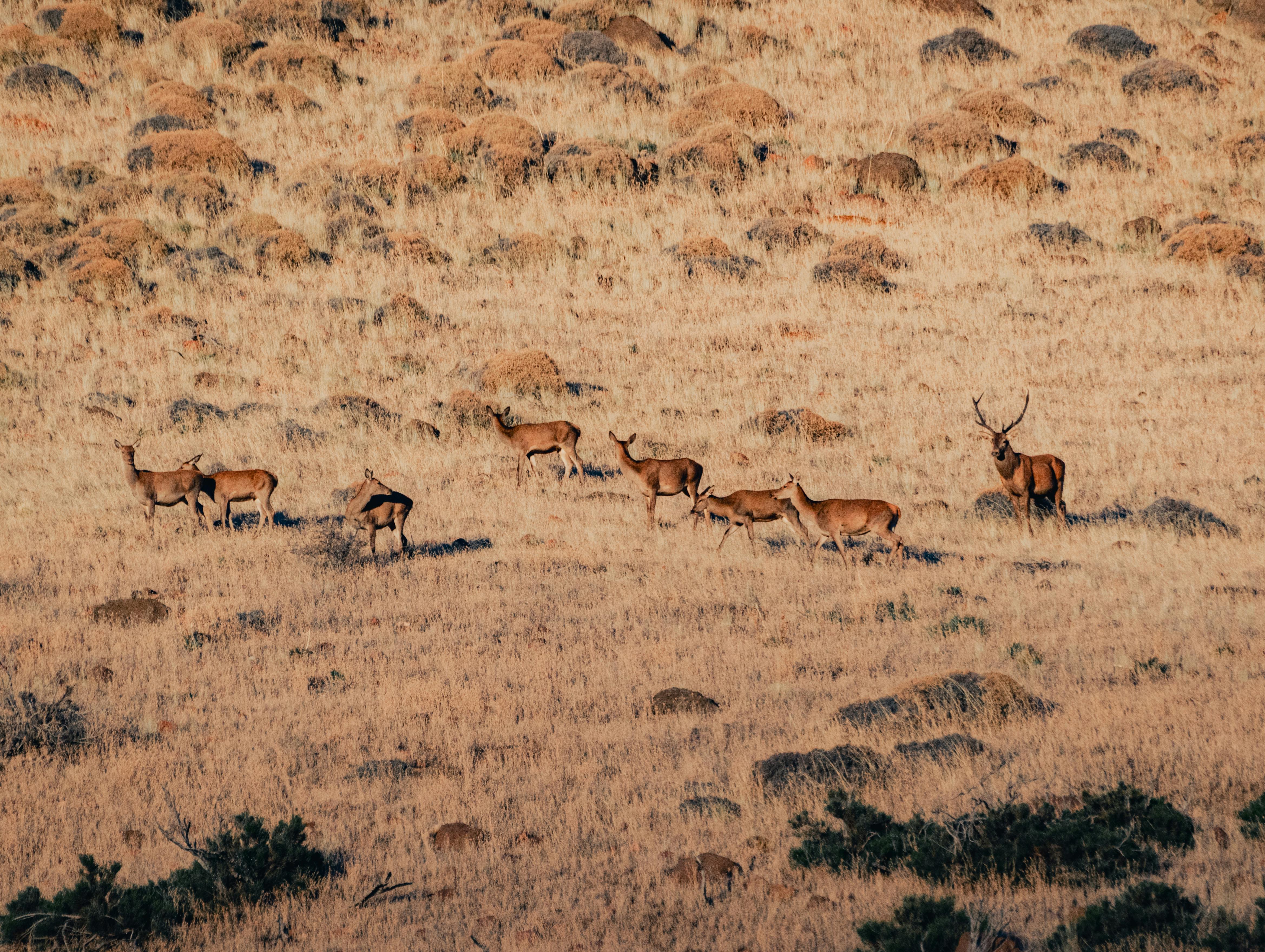 A herd of red deer roaming a rural field in Neuquén, Argentina.