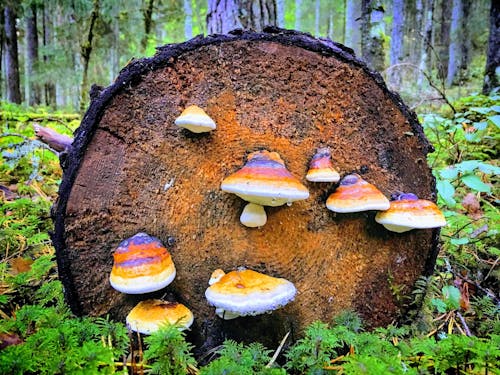 Бесплатное стоковое фото с белый гриб, Боровик, гриб