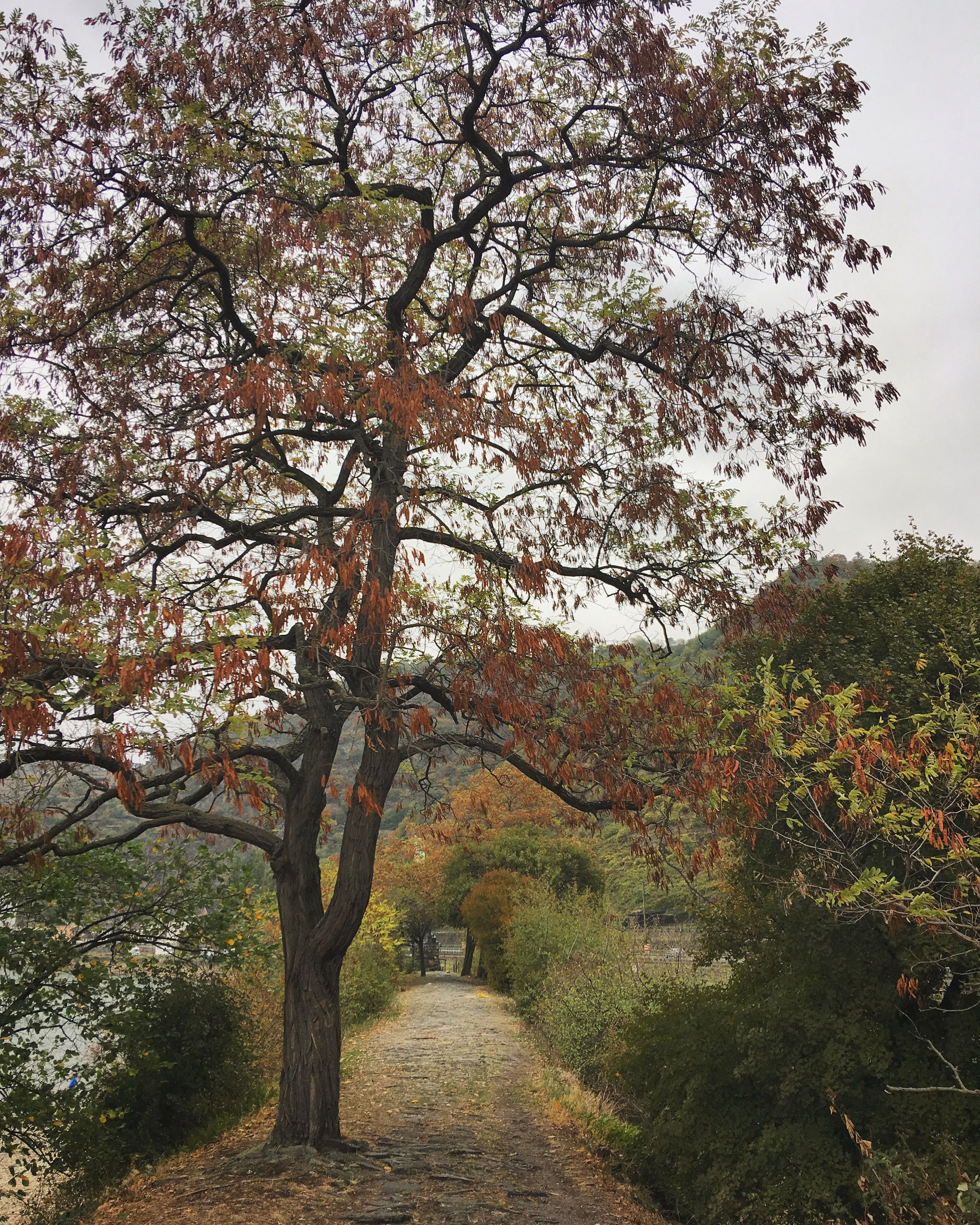 Tree in Alley with Bushes and Plants · Free Stock Photo