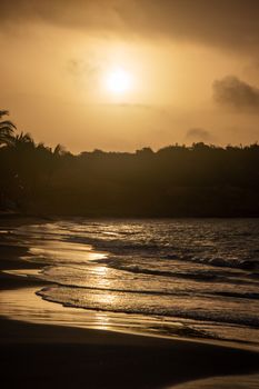 Golden sunset over a peaceful beach with palm tree silhouettes and gentle waves.