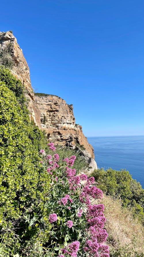 Gratis lagerfoto af bjerg, blå, blomster