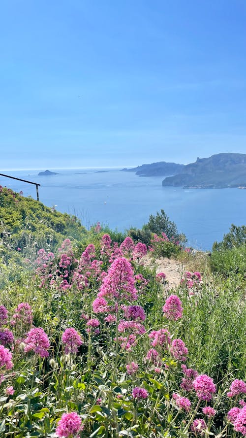 Gratis lagerfoto af blomster, hav, himmel