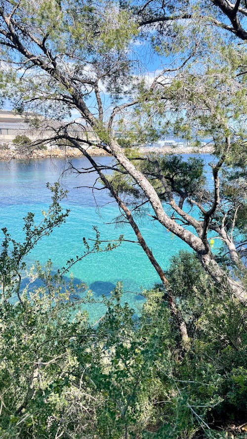 Foto profissional grátis de água, árvore, calanque