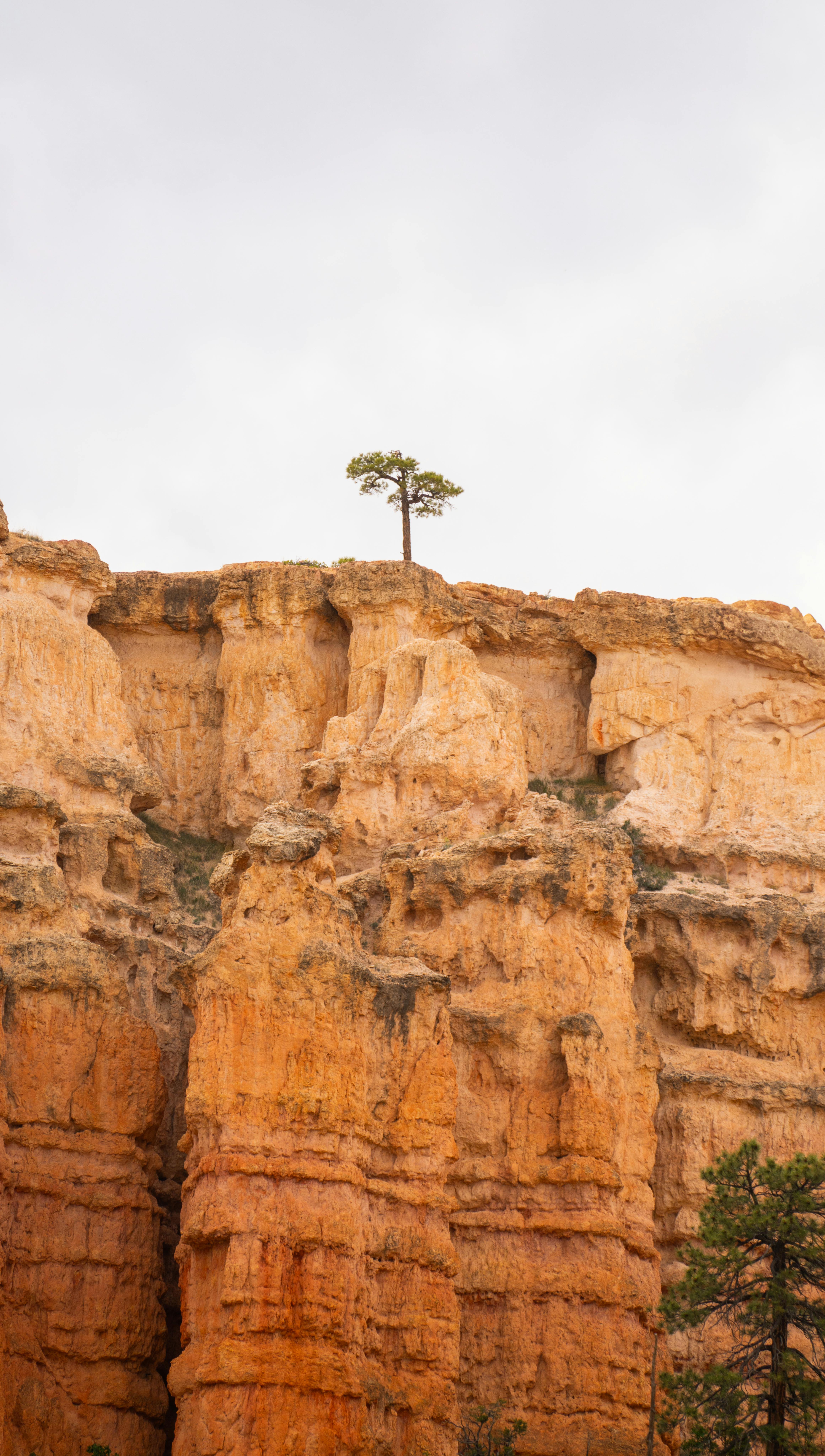 Breathtaking view of Bryce Canyon's sandstone cliffs with a lone tree atop, capturing nature's beauty and resilience.