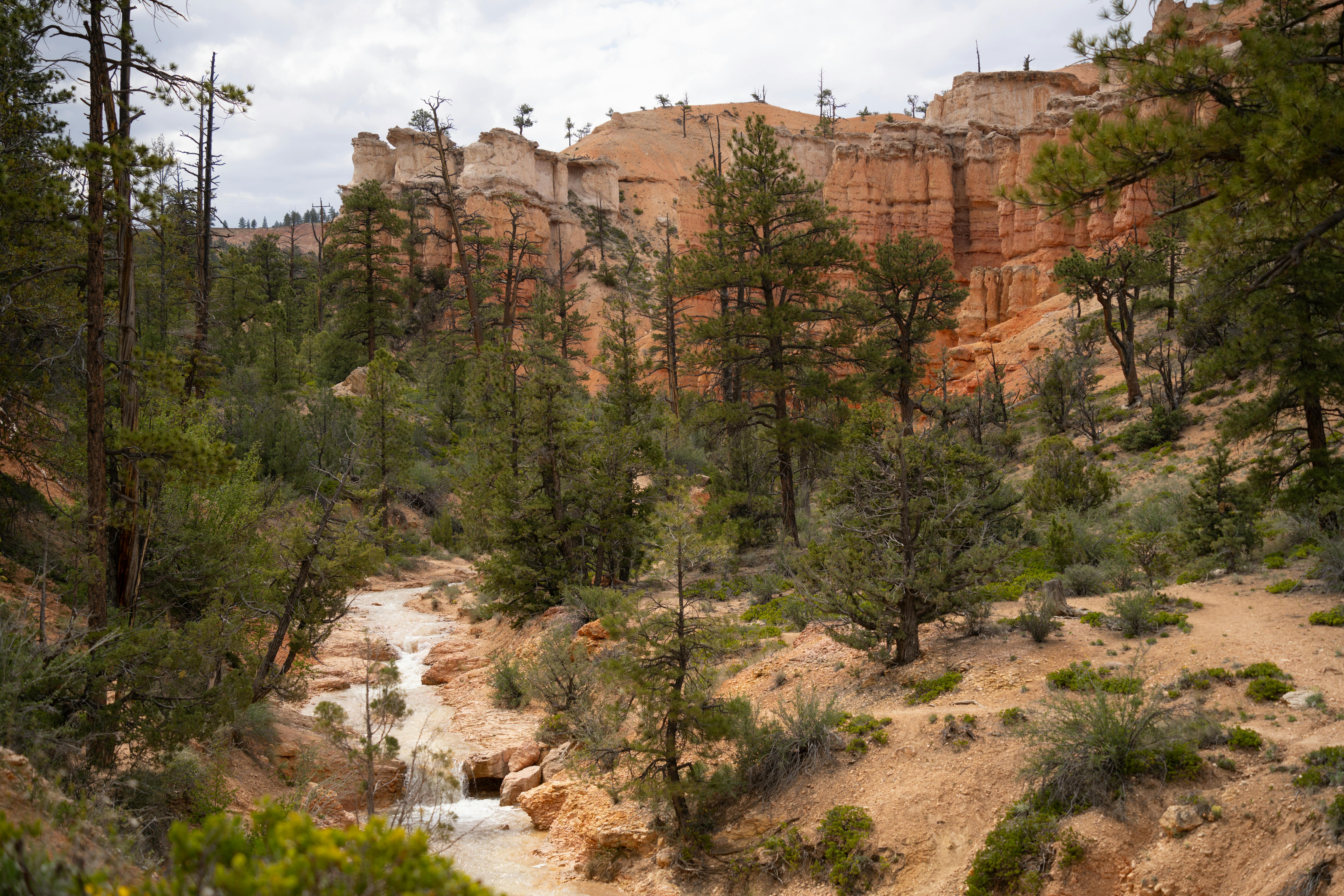 Beautiful view of Bryce Canyon's unique rock formations and vibrant forest landscape.