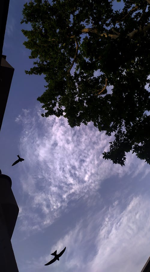birds, flying, sky içeren Ücretsiz stok fotoğraf