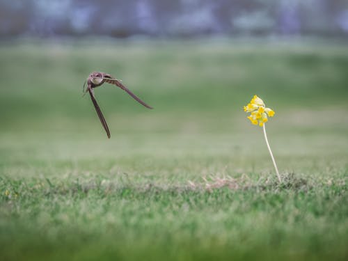 Foto d'estoc gratuïta de a l'aire lliure, a pagès, acció