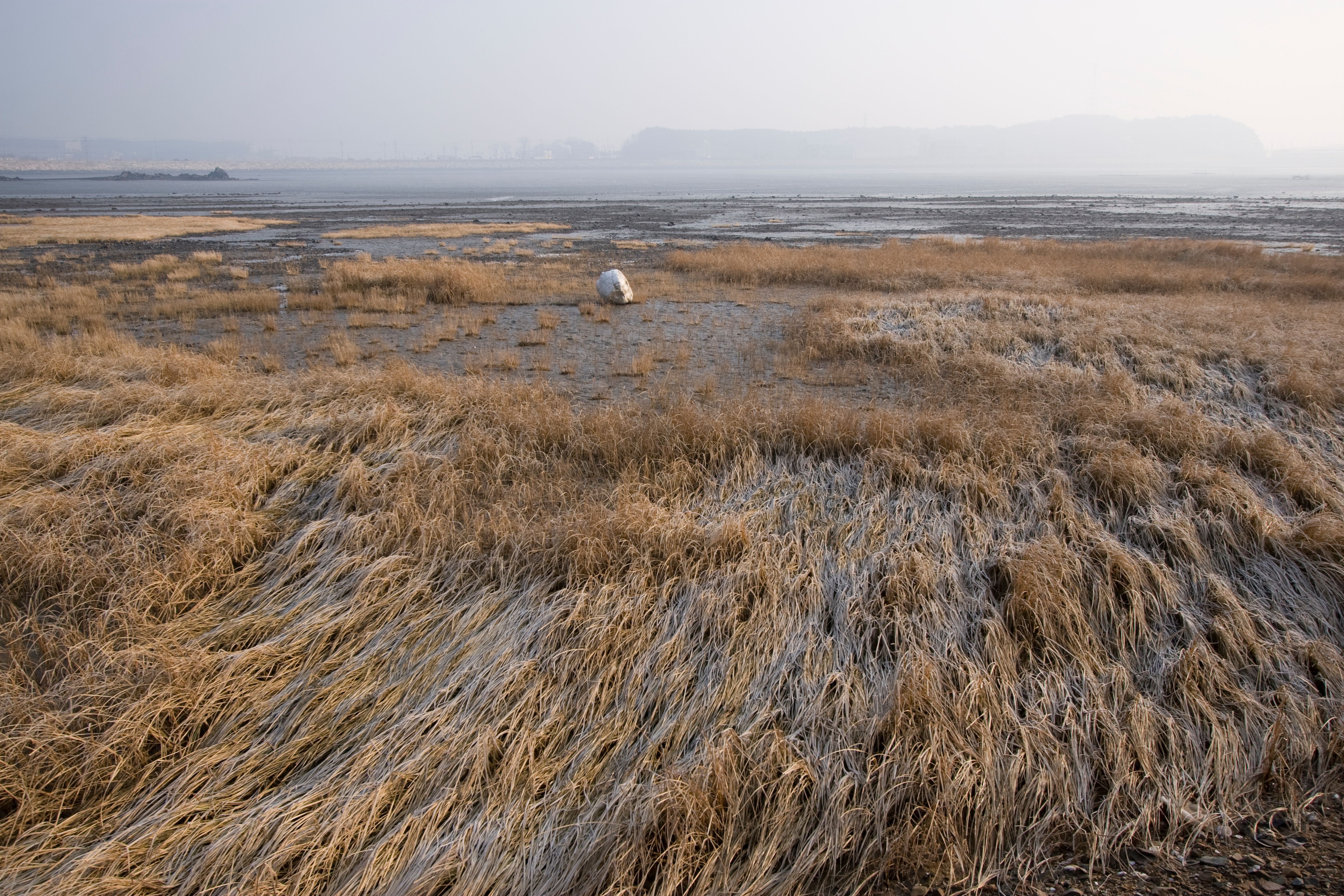 Mudanças climáticas deslocam habitats de quatro espécies de Stipa na Ásia Central