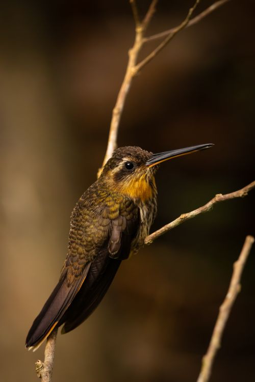 Free Close-up of a Saw-Billed Hermit hummingbird perched on a branch in a natural setting. Stock Photo