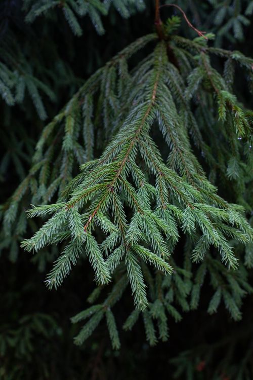 Free Detailed close-up of a green evergreen conifer branch with delicate needles. Stock Photo