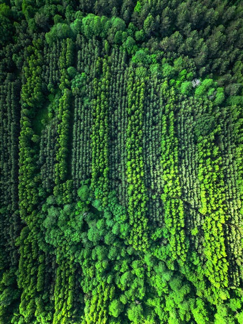 Aerial view of a forest with green trees