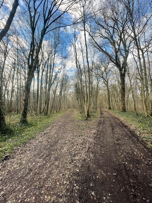 Foto d'estoc gratuïta de arbre, bosc, caminar