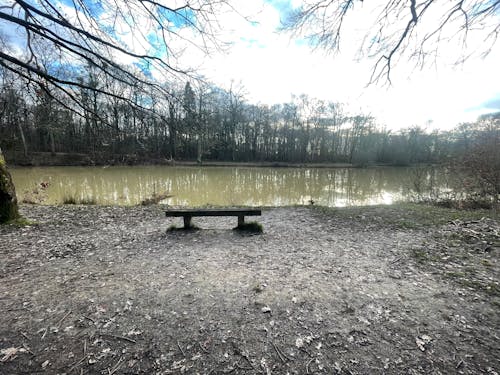 Foto d'estoc gratuïta de aigua, bosc, natura