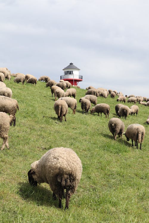 Gratis stockfoto met akkerland, baby schapen, beest