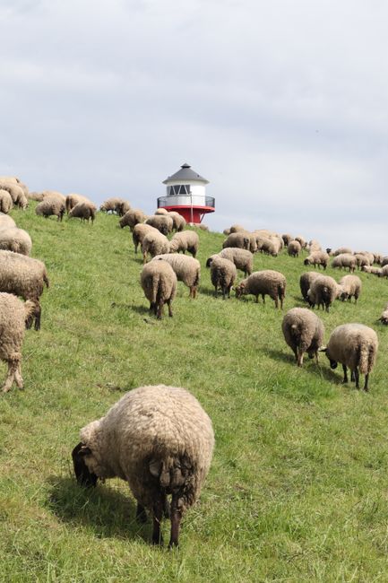 Pastoral scene of sheep grazing on grassy hill with Lühe lighthouse in the background, Grünendeich, Germany.