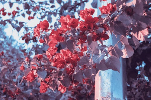 赤いブーゲンビリアの花の写真
