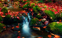 宾夕法尼亚州阿伦敦的溪流中，秋叶色彩斑斓，岩石上长满青苔