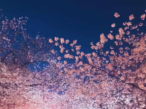 Gratis lagerfoto af japansk kirsebærtræ