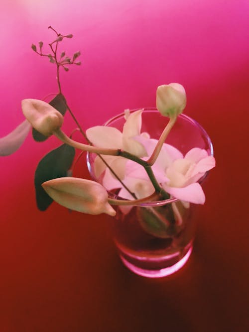 Бесплатное стоковое фото с цветок