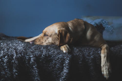 Foto Anjing Di Tempat Tidur