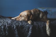 一只拉布拉多猎犬安静地趴在室内的蓬松毯子上睡觉