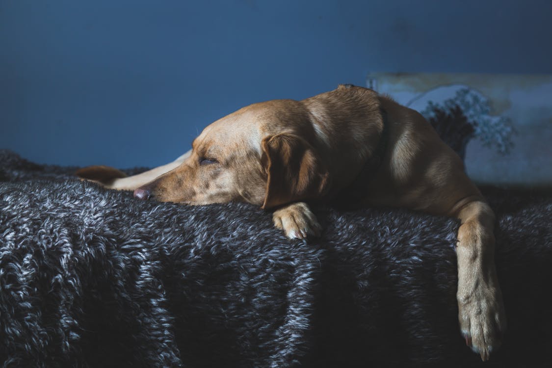 無料 ベッドの上の犬の写真 写真素材