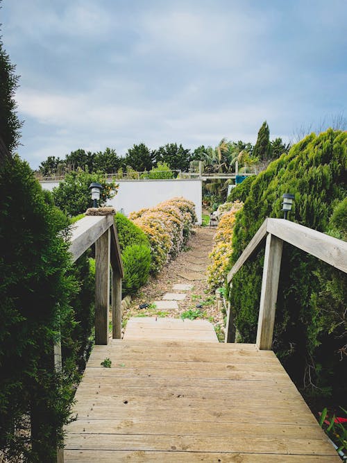 Foto De Um Caminho De Madeira Perto De Plantas