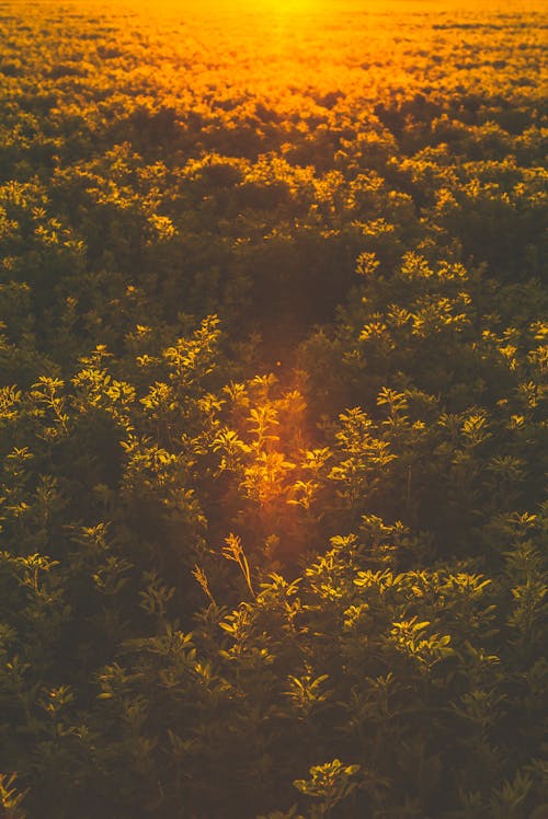 Altın Saatte Ağaçların Havadan Fotoğrafı