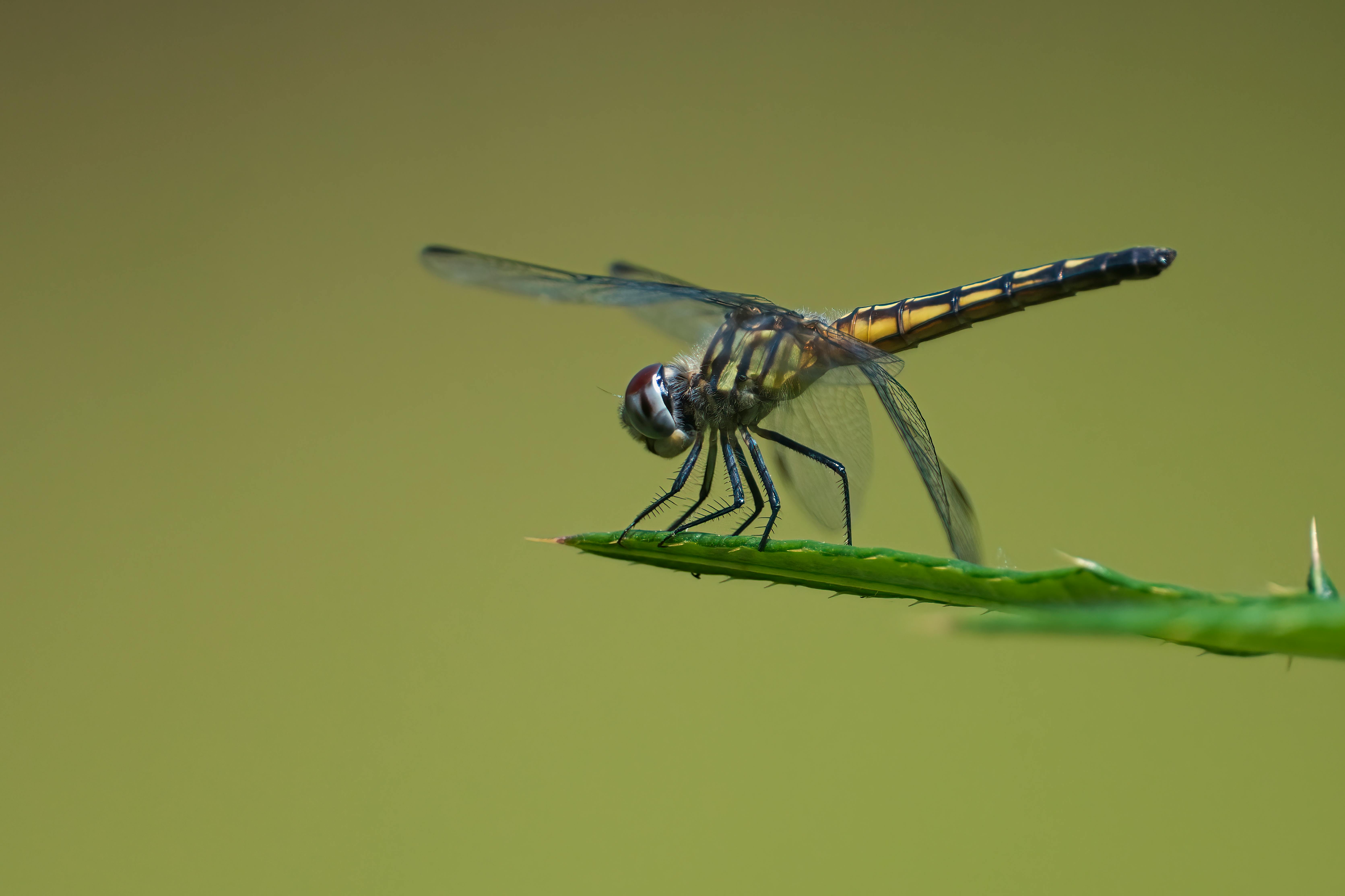 Close-up macro image of a dragonfly perched on a spiky leaf, captured outdoors in Dover, TN.