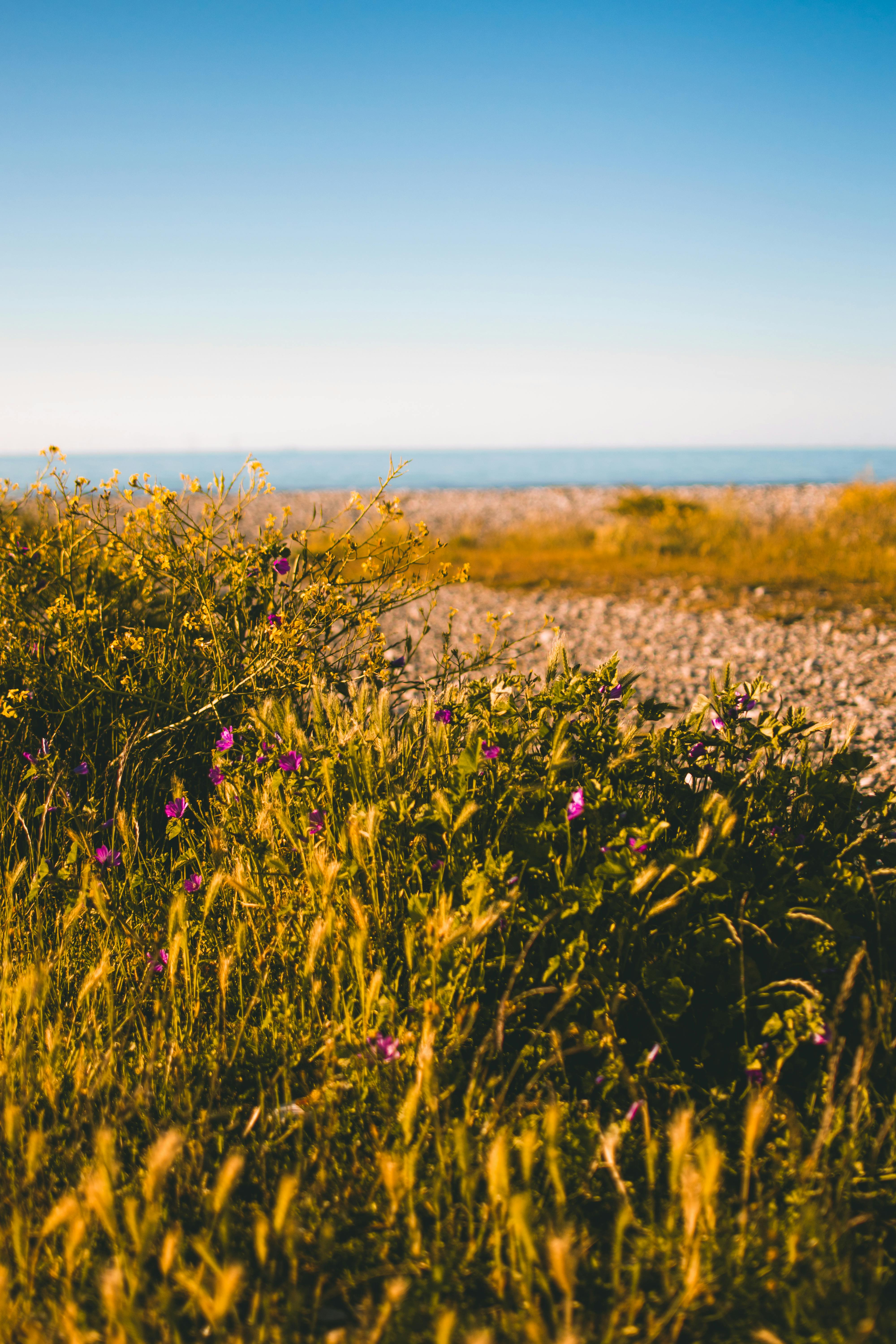 沿海景色温暖宜人，野花盛开，天空明亮