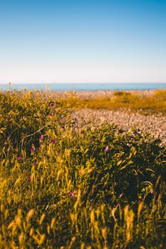 沿海景色温暖宜人，野花盛开，天空明亮