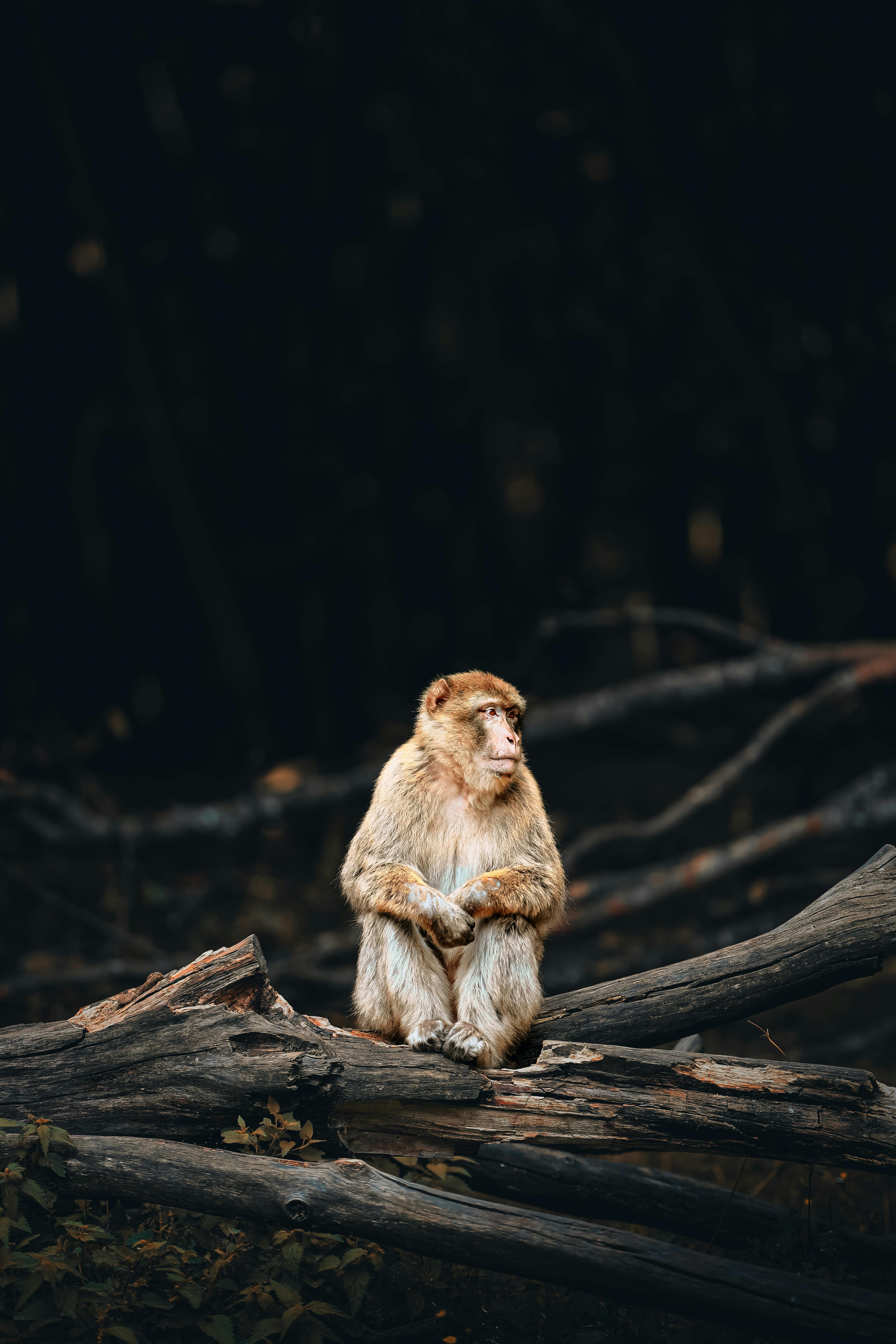 Barbary macaque perched on a log in a serene German forest setting.