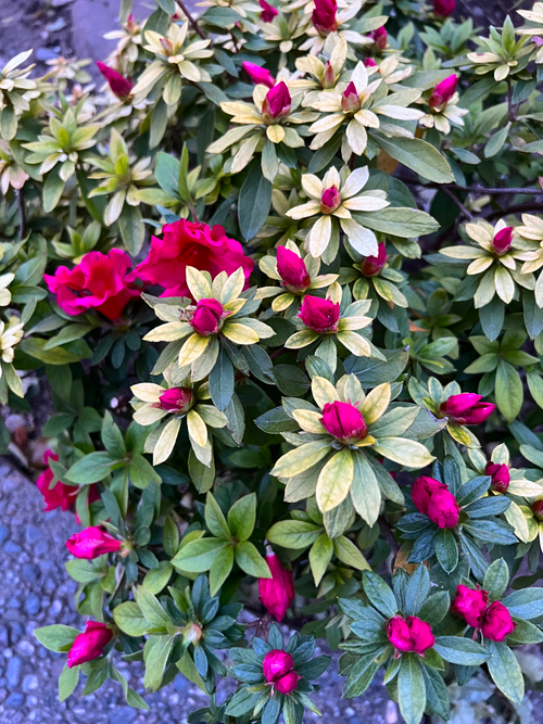 Free Fuscia Flowers Dressed to The Nines Stock Photo