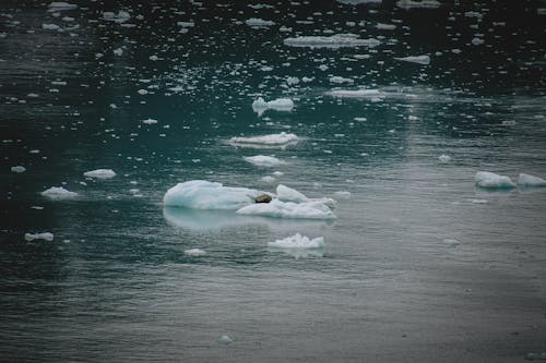 Floating Ice in Alaska's Pristine Waters