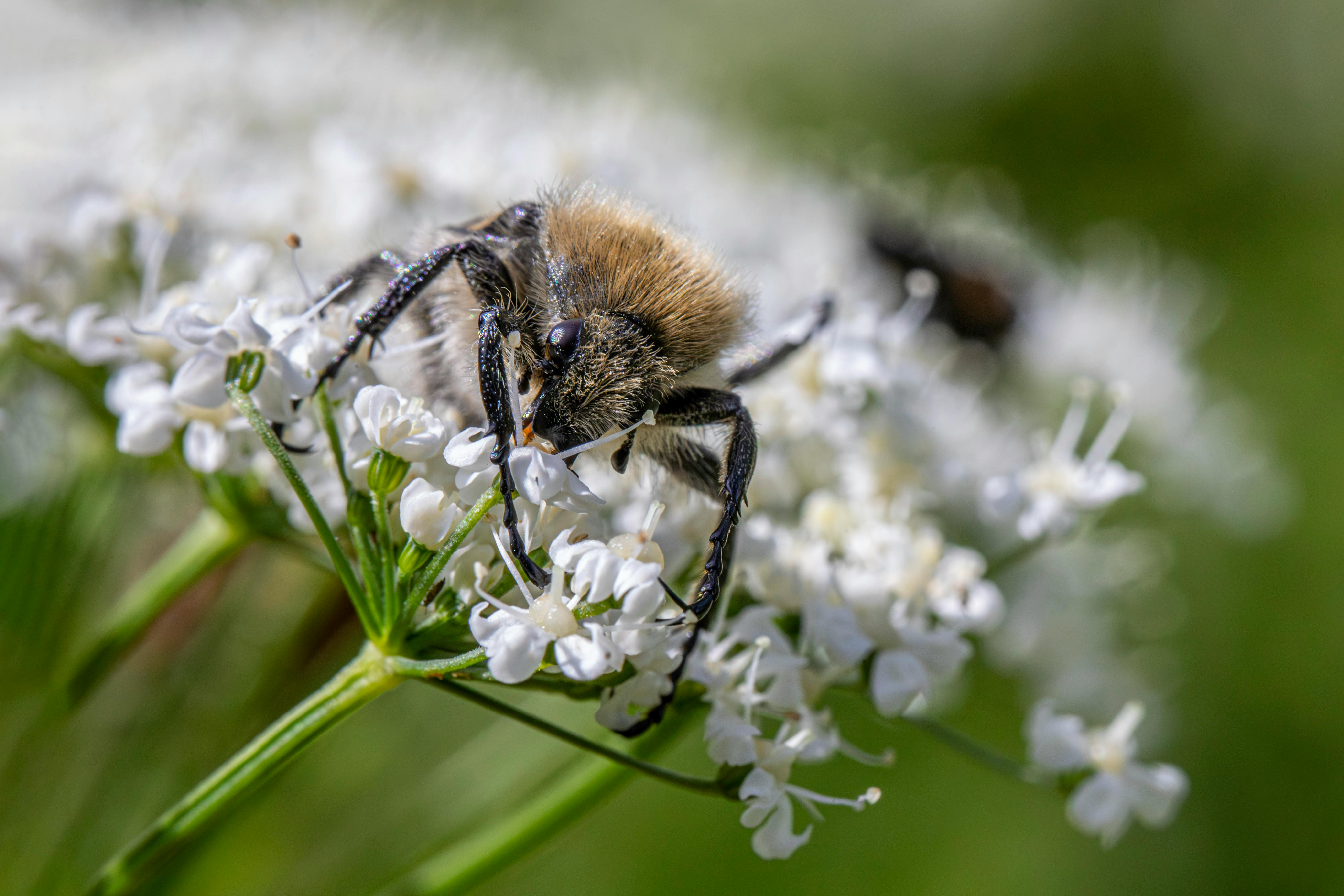 Close-up macro shot of a bee feeding on a white flower, highlighting nature's beauty in detail.
