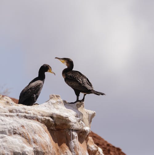 Two birds on a rock