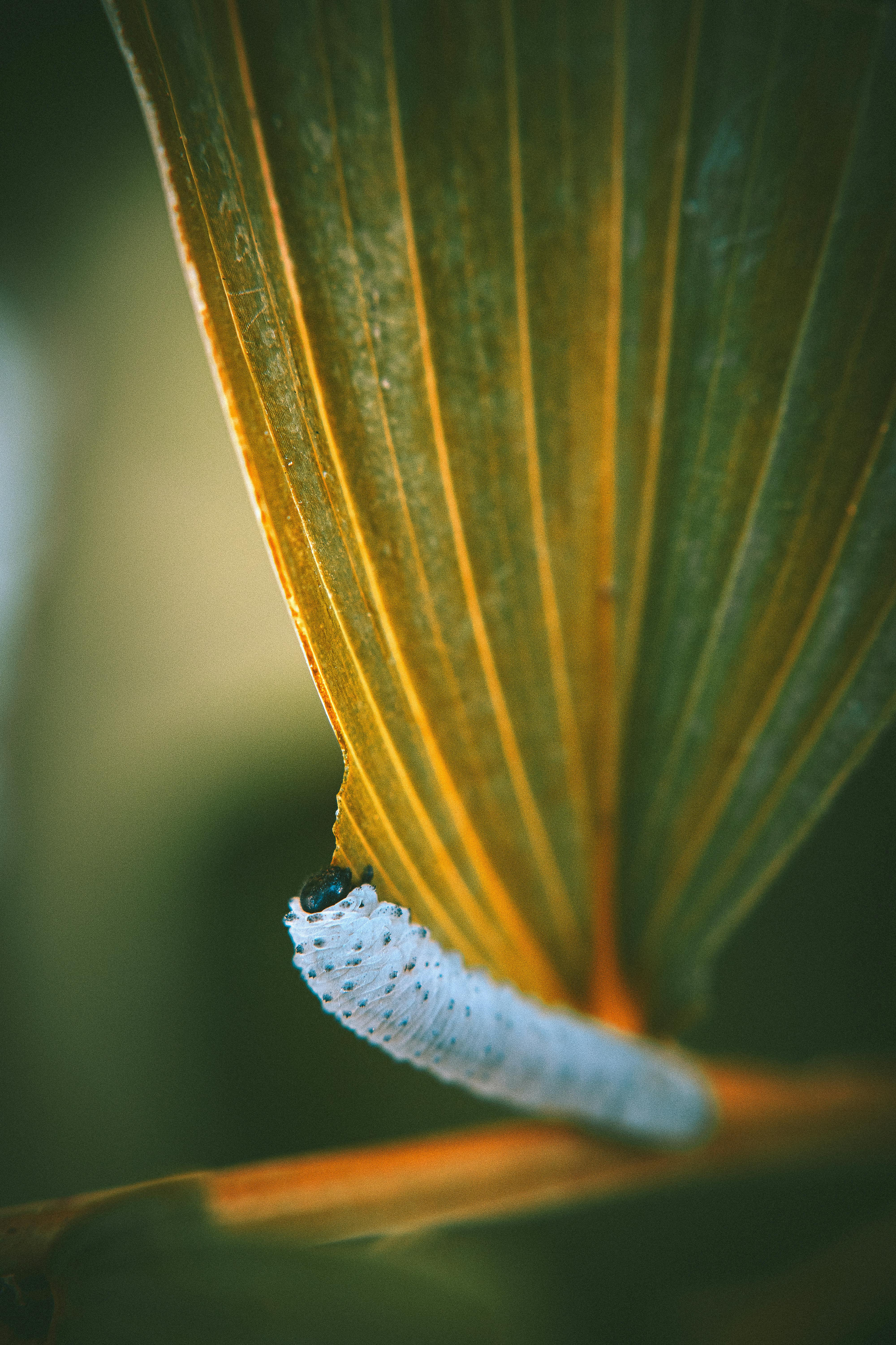 这张特写宏观图像展示了树叶上白色毛毛虫的复杂细节，尽显大自然之美